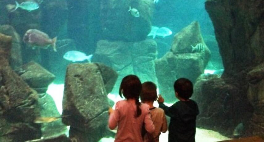 Things to do in Madeira Island with Kids - Aquarium